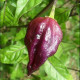 Bhut Jolokia Purple